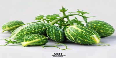 丝瓜视频4K超高清播放界面，画面细腻色彩还原真实，专业级视频质量展示